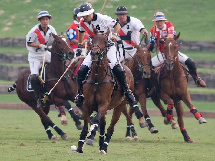 Dogs on attack with Thai Team